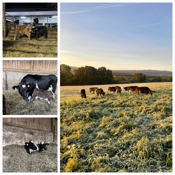 Collage unserer Kühe im Winter